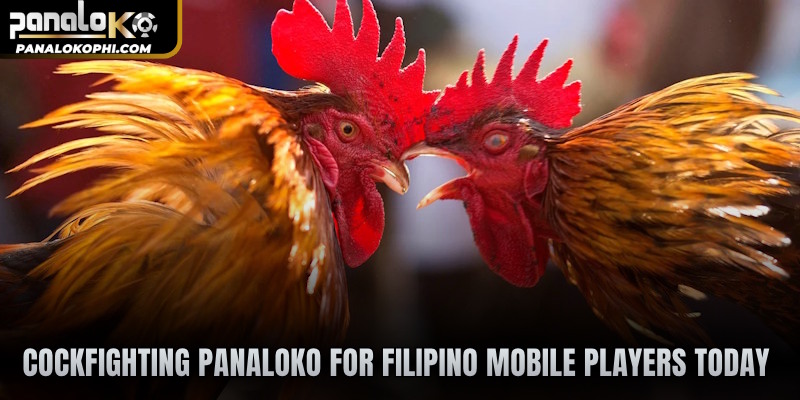 Cockfighting PANALOKO for Filipino mobile players today